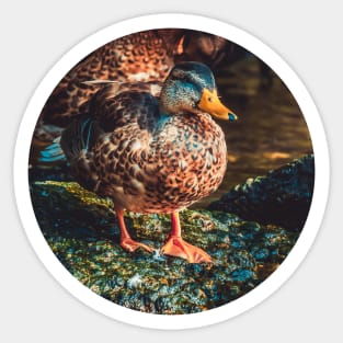 Duck on a Rock Photograph Sticker